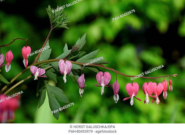 Bleeding heart blossoms (Lamprocapnos spectabilis) in Cologne, Germany, 7 May 2016. PHOTO: HORST GALUSCHKA/dpa - NO WIRE SERVICE - | usage worldwide