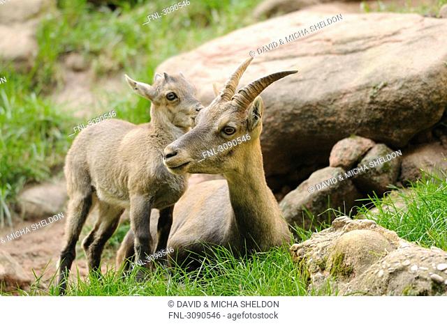 Young Alpine Ibex Capra ibex with mother animal