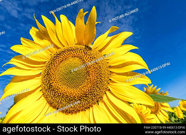 18 July 2023, Brandenburg, Vetschau: A bee flies at a blooming sunflower in a field near Vetschau in southern Brandenburg