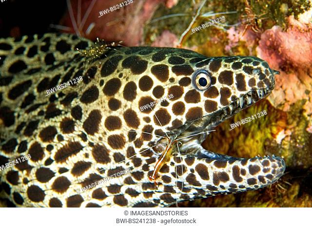 honeycomb moray eel Gymnothorax favagineus, being cleaned by cleaner shrimps, Lysmata amboinensis, Indonesia, Bali