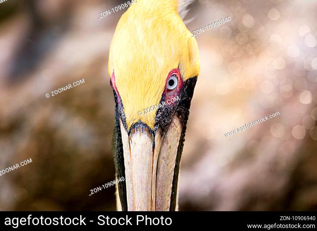 A Brown Pelican, Profile Image, Close-up Color Image