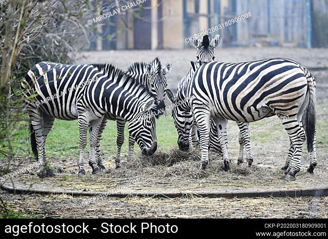 A herd of Chapman's zebra (Equus quagga chapmani) enjoy unusual quietness in the Plzen Zoo, Czech Republic, on Wednesday, March 18, 2020