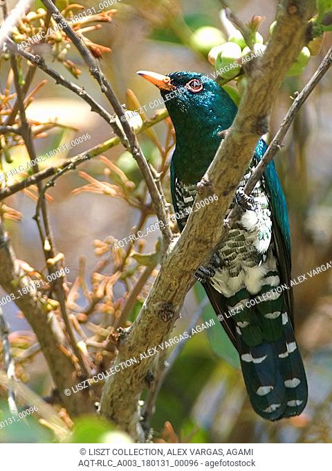 Male Asian Emerald Cuckoo, Asian Emerald Cuckoo, Chrysococcyx maculatus