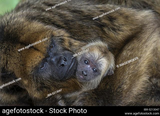 Black Howler (Alouatta caraya), female with young, captive, Western Cape Province, South Africa, Africa