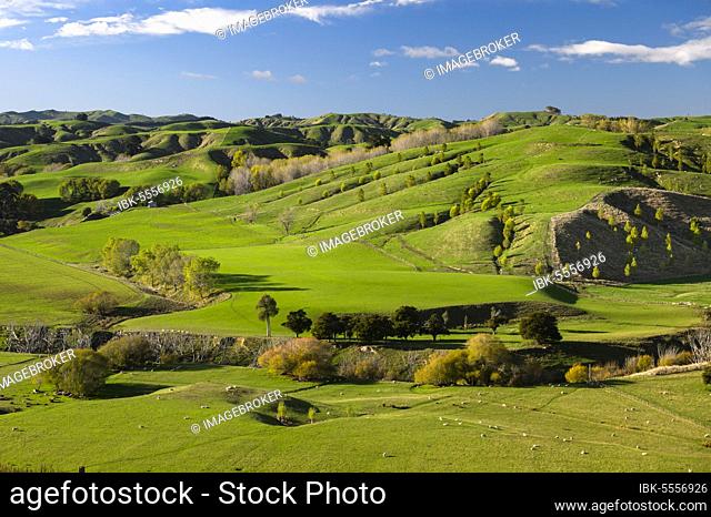 Green hilly pasture land, sheep grazing under a blue sky, Karapiro, Matamata, Waikato, North Island, New Zealand, Oceania