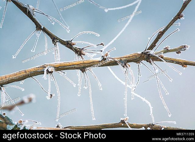 detail of a frozen branch in winter