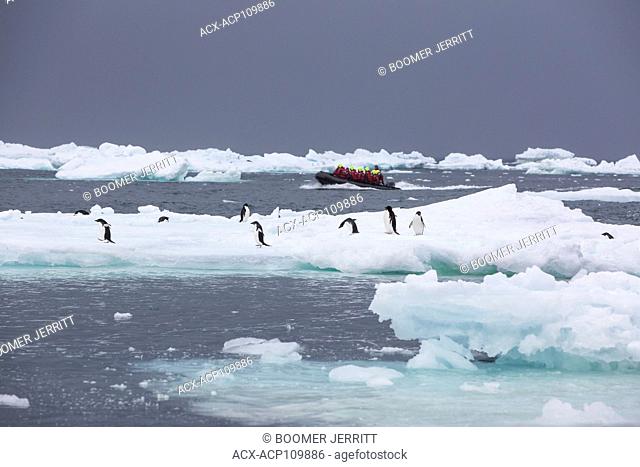 A Zodiak filled with adventure tourists powers through bergy bits and Adelie Penguins off of Brown Bluff, Antarctic Peninsula