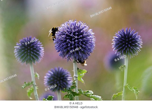 Blue globe thistle Echinops bannaticus, inflorescences, one of those with honey bee, Germany, Baden-Wuerttemberg
