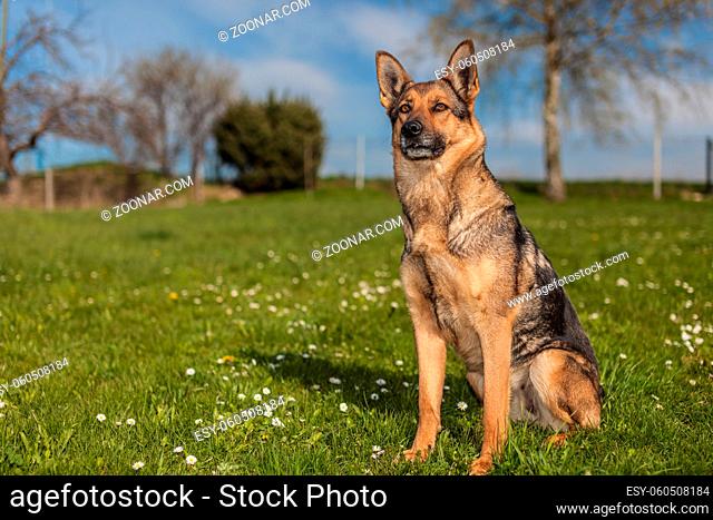 Deutscher Schäferhund auf einer Frühlingswiese