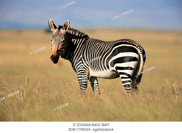 Endangered Cape Mountain Zebra Equus zebra, Mountain Zebra National Park, South Africa