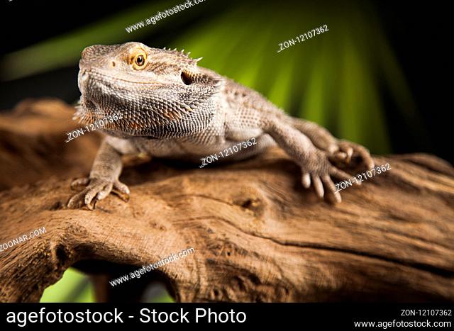 Root Bearded Dragon, Agama Lizard