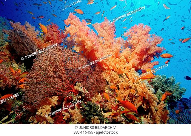 Coral Reef with Hard Corals and Soft Corals, Gorgonacea