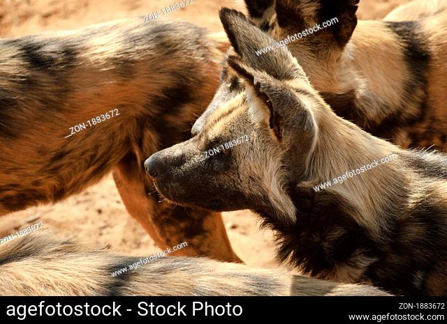 Image taken during feeding of the african wild dogs on a guestfarm in namibia