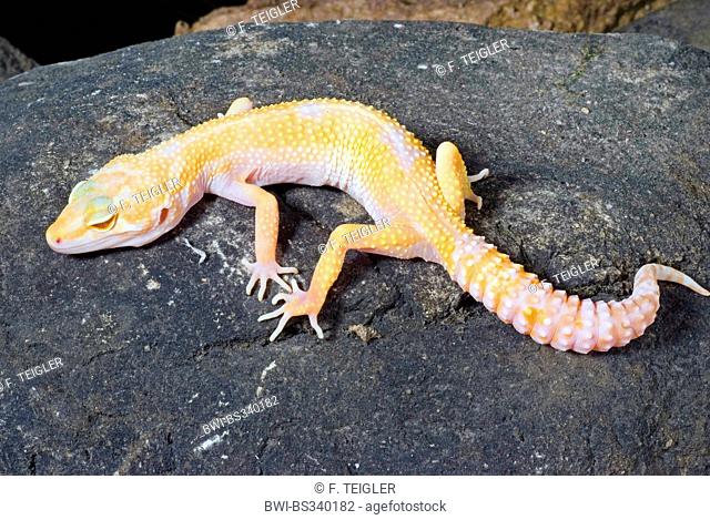Leopard gecko (Eublepharis macularius), breeding form Albino on a stone