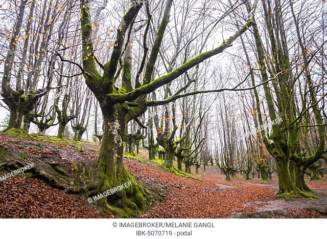 Gorbea Natural Park, Parque natural de Gorbea, Gorbeia, Basque Country province, Bizkaia province, Spain, Europe