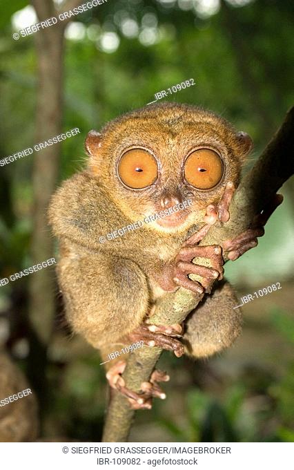 Tarsier monkey in Bohol Philippines