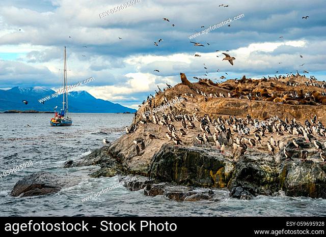 King Cormorant colony sits on an Island in the Beagle Channel. Sea lions are visible laying on the Island as well. Tierra del Fuego, Argentina - Chile