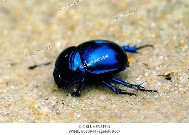 springtime dung beetle Trypocopris vernalis, drinking, Germany, Brandenburg, Potsdam