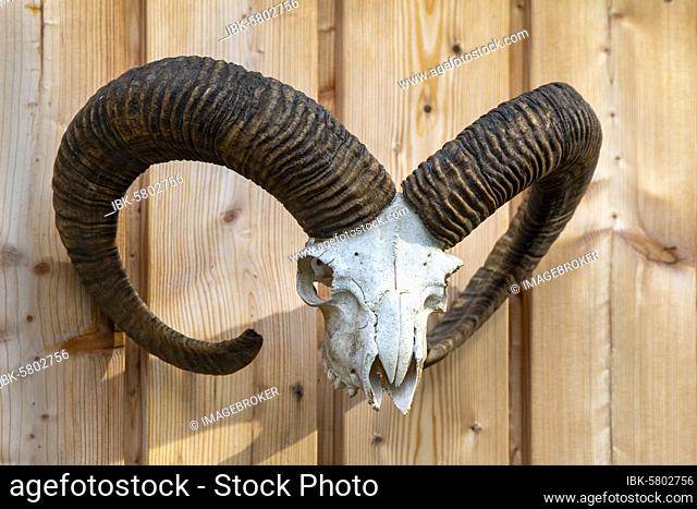 Skull of a mouflon (Ovis gmelini musimon) on a wooden wall, Limbach, Burgenland, Austria, Europe