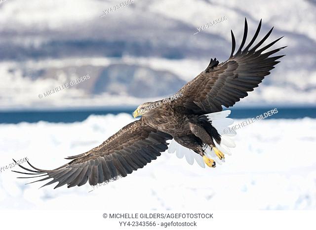 White-tailed eagle, Haliaeetus albicilla, Rausu, offshore Hokkaido, Sea of Okhotsk, Japan