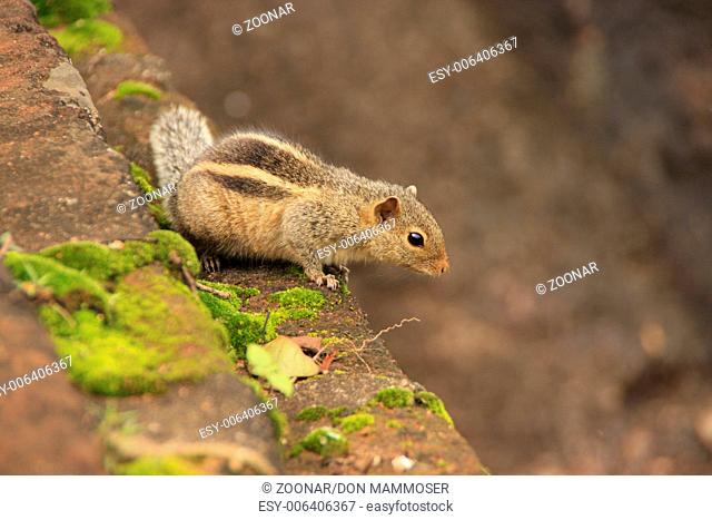 Nothern palm squirrel (Funambulus pennantii) sitti