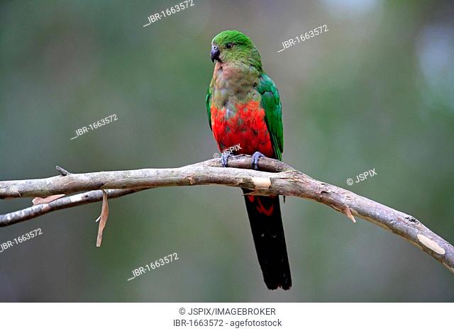 Australian King Parrot (Alisterus scapularis), subadult on tree, Broulee, New South Wales, Australia
