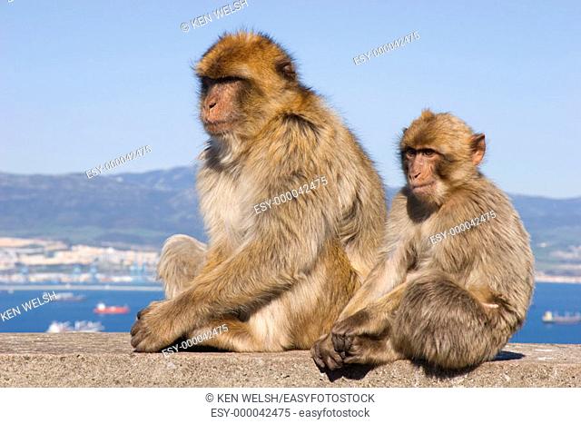 Gibraltar: adult Barbary ape and baby ape (Macaca sylvanus), Tail-less Macaque