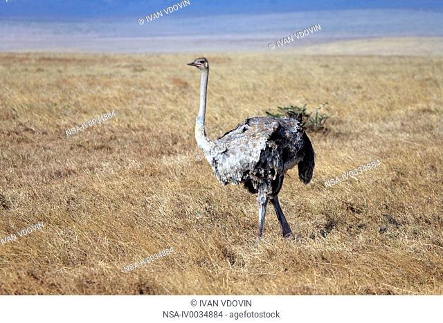 Masai Ostrich Struthio camelus massaicus, Ngorongoro Conservation Area, Tanzania