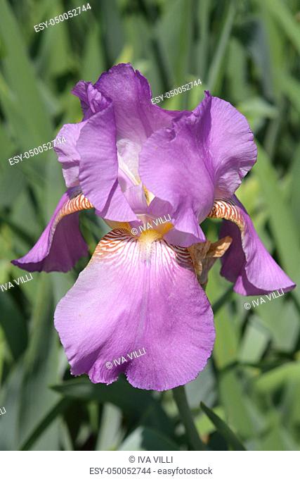 Tall bearded iris Gay Lord flower - Latin name - Iris barbata elatior Gay Lord