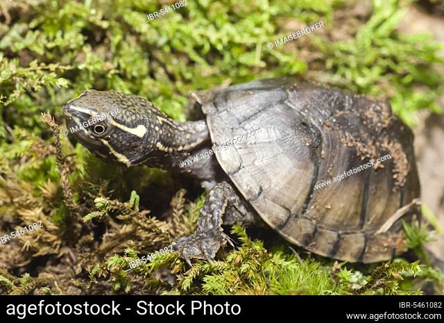 Common musk turtle, Common musk turtles (Sternotherus), Other animals, Reptiles, Turtles, Animals, Aquatic turtles, Common musk turtle, stinkpot odo