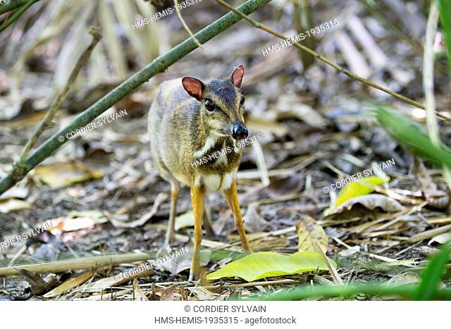 Malaysia, Sabah state, Kota Kinabalu, Lesser mouse-deer or kanchil or lesser Malay chevrotain (Tragulus kanchil)