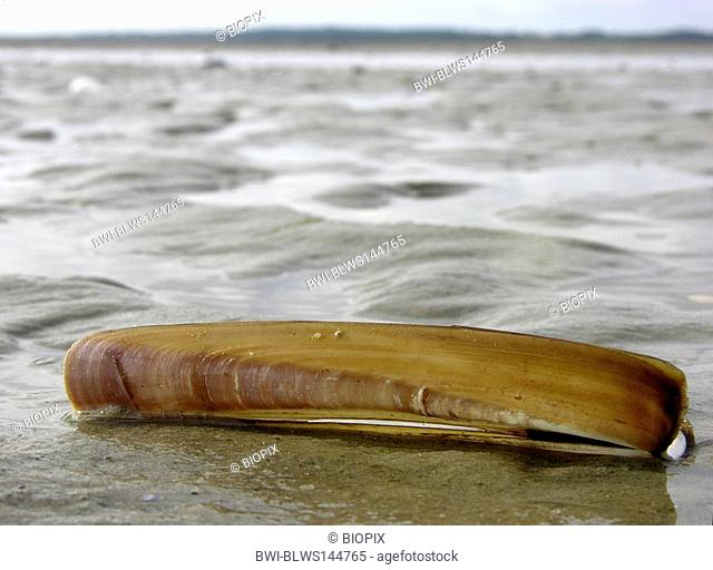 Razor clam, Razor-Clam, Razor Shell Ensis americanus, Ensis directus, seashell in wadden sea during ebb