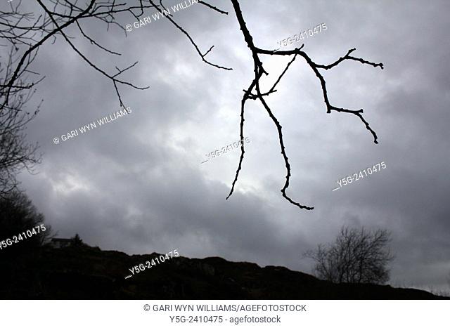 Hand shaped tree branches and dark sky in countryside in wales great britain uk