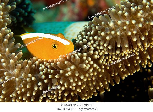 white-backed anemonefish, yellow clownfish Amphiprion sandaracinos, in a Merten's sea anemone, Indonesia, Komodo National Park