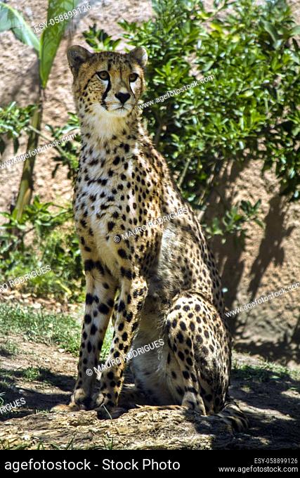 Close up view of a cheetah (Acinonyx jubatus) on a zoo