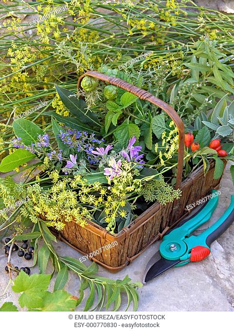 Medicinal plants in a basket