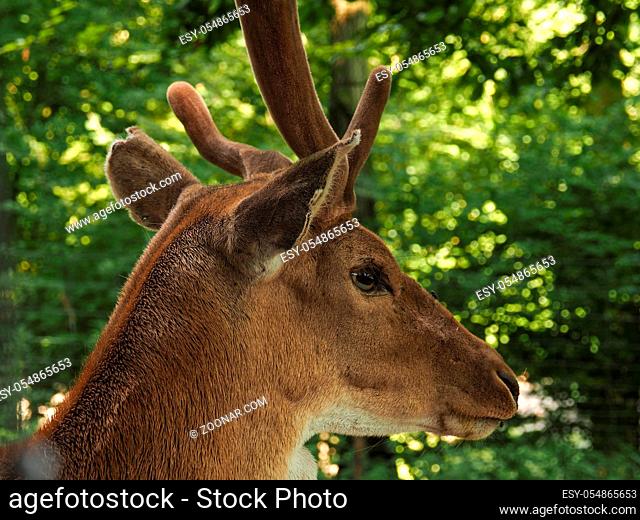 Close up of a deer in a forest