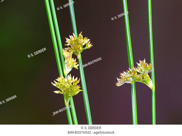common rush, soft rush, bog rush (Juncus effusus), blooming, Germany, Bavaria, Oberbayern, Upper Bavaria, Murnauer Moos
