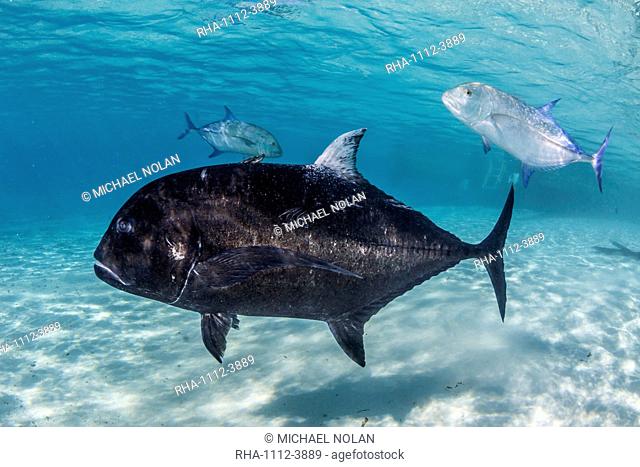 Giant trevally (Caranx ignobilis), at One Foot Island, Aitutaki, Cook Islands, South Pacific Islands, Pacific