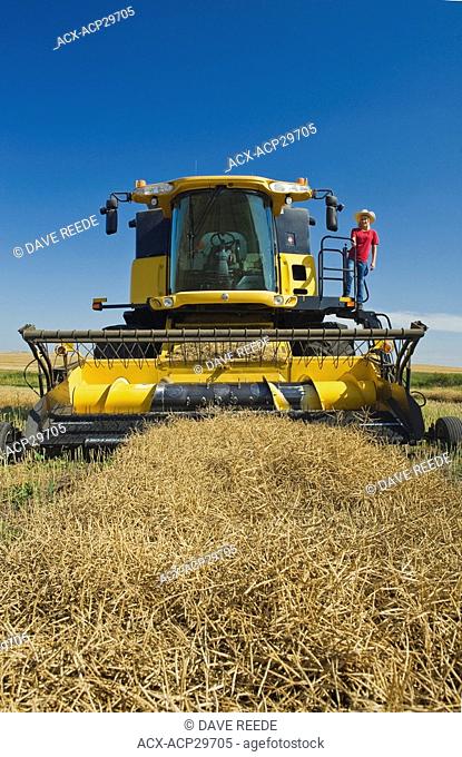 a teenage farm girl on the deck of a combine during the canola harvest, Tiger Hills, Manitoba, Canada