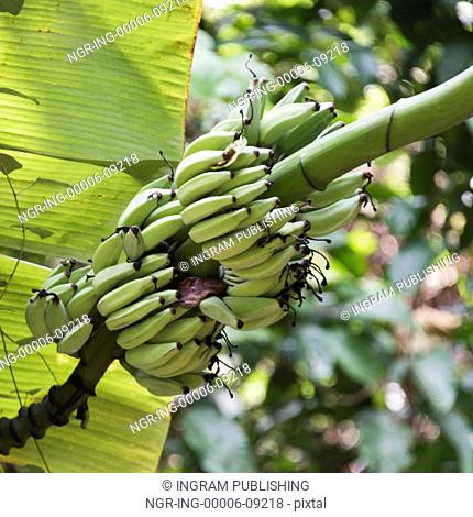 Bunch of bananas growing on tree, Koh Samui, Surat Thani Province, Thailand