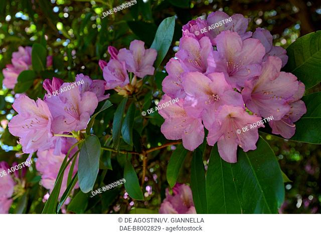 Rhododendron flowers (Rhododendron sp), Ericaceae, in Burcina Park, Biella, Piedmont, Italy