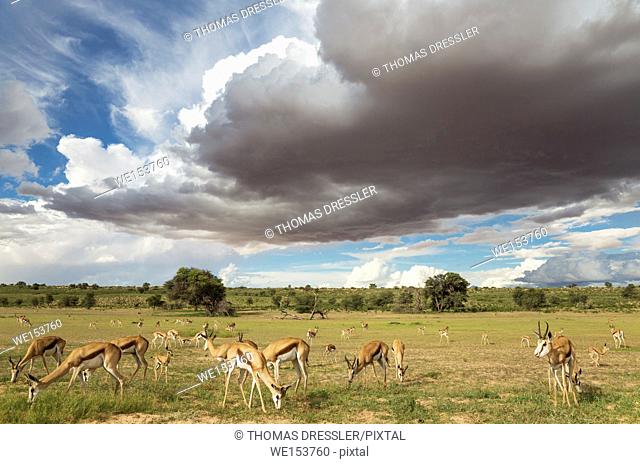Springbok (Antidorcas marsupialis). Large herd grazing in the Auob riverbed with its camelthorn trees (Acacia erioloba). During the rainy season in green...