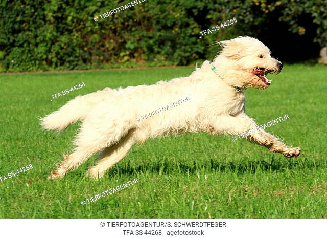 running Goldendoodle