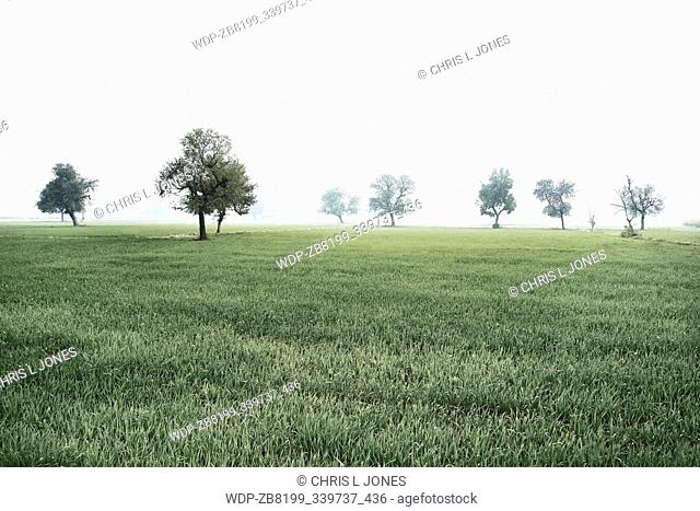 Rice fields, Govardhan, India