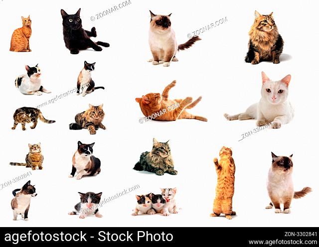 group of cat in front of a white background