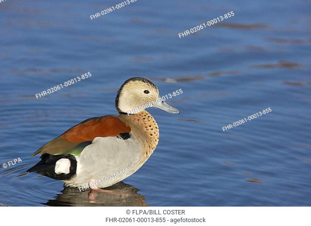 Ringed Teal Callonetta leucophrys adult male, standing in shallow water, Martin Mere W W T captive