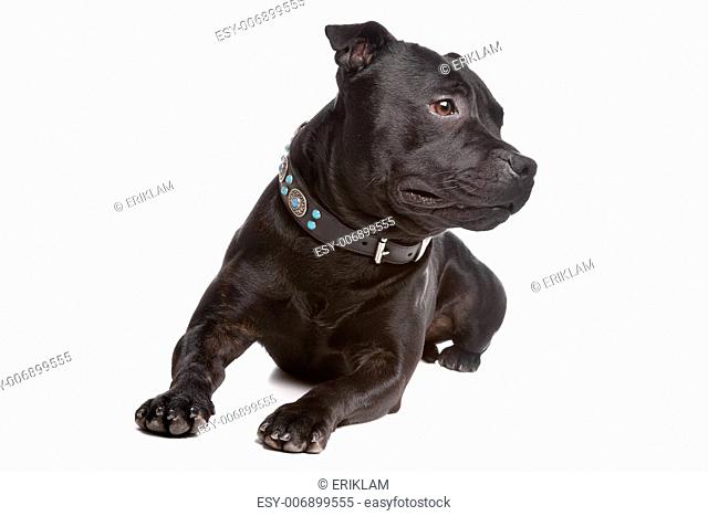 Staffordshire Bull Terrier isolated on a white background