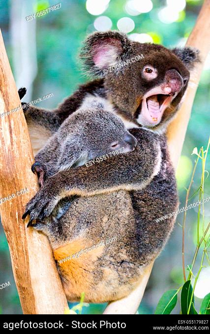 A koala and it's joey sit in a tree in far nth Queensland, Australia