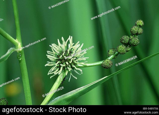 Branched Bur-reed (Sparganium erectum), Germany, Europe